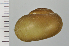  (Camaeninae - SDNCU-A1443)  @14 [ ] Copyright (2014) Unspecified Specimen depository of the Graduate School of Natural Sciences, Nagoya City University