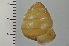  ( - SDNCU-A1543)  @13 [ ] Copyright (2014) Unspecified Specimen depository of the Graduate School of Natural Sciences, Nagoya City University