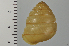  ( - SDNCU-A1543)  @12 [ ] Copyright (2014) Unspecified Specimen depository of the Graduate School of Natural Sciences, Nagoya City University