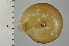  ( - SDNCU-A1523)  @14 [ ] Copyright (2014) Unspecified Specimen depository of the Graduate School of Natural Sciences, Nagoya City University