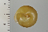  ( - SDNCU-A1543)  @14 [ ] Copyright (2014) Unspecified Specimen depository of the Graduate School of Natural Sciences, Nagoya City University