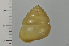  ( - SDNCU-A1545)  @13 [ ] Copyright (2014) Unspecified Specimen depository of the Graduate School of Natural Sciences, Nagoya City University
