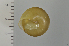  ( - SDNCU-A1545)  @13 [ ] Copyright (2014) Unspecified Specimen depository of the Graduate School of Natural Sciences, Nagoya City University