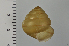  ( - SDNCU-A1546)  @13 [ ] Copyright (2014) Unspecified Specimen depository of the Graduate School of Natural Sciences, Nagoya City University