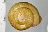  ( - SDNCU-A1194)  @14 [ ] Copyright (2014) Unspecified Specimen depository of the Graduate School of Natural Sciences, Nagoya City University