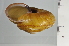 ( - SDNCU-A1194)  @14 [ ] Copyright (2014) Unspecified Specimen depository of the Graduate School of Natural Sciences, Nagoya City University