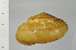  ( - SDNCU-A1194)  @14 [ ] Copyright (2014) Unspecified Specimen depository of the Graduate School of Natural Sciences, Nagoya City University
