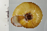  ( - SDNCU-A1194)  @14 [ ] Copyright (2014) Unspecified Specimen depository of the Graduate School of Natural Sciences, Nagoya City University