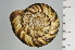  ( - SDNCU-A1124)  @14 [ ] Copyright (2014) Unspecified Specimen depository of the Graduate School of Natural Sciences, Nagoya City University
