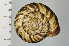  ( - SDNCU-A1124)  @14 [ ] Copyright (2014) Unspecified Specimen depository of the Graduate School of Natural Sciences, Nagoya City University