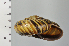  ( - SDNCU-A1124)  @14 [ ] Copyright (2014) Unspecified Specimen depository of the Graduate School of Natural Sciences, Nagoya City University
