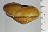  ( - SDNCU-A1372)  @14 [ ] Copyright (2014) Unspecified Specimen depository of the Graduate School of Natural Sciences, Nagoya City University