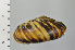  ( - SDNCU-A1124)  @14 [ ] Copyright (2014) Unspecified Specimen depository of the Graduate School of Natural Sciences, Nagoya City University