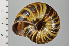  ( - SDNCU-A1124)  @14 [ ] Copyright (2014) Unspecified Specimen depository of the Graduate School of Natural Sciences, Nagoya City University