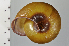  ( - SDNCU-A1372)  @14 [ ] Copyright (2014) Unspecified Specimen depository of the Graduate School of Natural Sciences, Nagoya City University