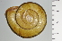  ( - SDNCU-A1373)  @14 [ ] Copyright (2014) Unspecified Specimen depository of the Graduate School of Natural Sciences, Nagoya City University