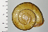  ( - SDNCU-A1373)  @14 [ ] Copyright (2014) Unspecified Specimen depository of the Graduate School of Natural Sciences, Nagoya City University
