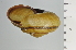  ( - SDNCU-A1373)  @14 [ ] Copyright (2014) Unspecified Specimen depository of the Graduate School of Natural Sciences, Nagoya City University
