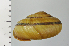  ( - SDNCU-A1373)  @14 [ ] Copyright (2014) Unspecified Specimen depository of the Graduate School of Natural Sciences, Nagoya City University