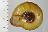  ( - SDNCU-A1373)  @14 [ ] Copyright (2014) Unspecified Specimen depository of the Graduate School of Natural Sciences, Nagoya City University