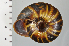  ( - SDNCU-A1130)  @14 [ ] Copyright (2014) Unspecified Specimen depository of the Graduate School of Natural Sciences, Nagoya City University
