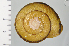  ( - SDNCU-A1199)  @14 [ ] Copyright (2014) Unspecified Specimen depository of the Graduate School of Natural Sciences, Nagoya City University