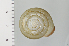  ( - SDNCU-A1183)  @14 [ ] Copyright (2014) Unspecified Specimen depository of the Graduate School of Natural Sciences, Nagoya City University