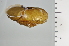  ( - SDNCU-A1198)  @14 [ ] Copyright (2014) Unspecified Specimen depository of the Graduate School of Natural Sciences, Nagoya City University