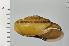  ( - SDNCU-A1199)  @14 [ ] Copyright (2014) Unspecified Specimen depository of the Graduate School of Natural Sciences, Nagoya City University