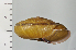  ( - SDNCU-A1200)  @14 [ ] Copyright (2014) Unspecified Specimen depository of the Graduate School of Natural Sciences, Nagoya City University