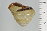  ( - SDNCU-A1183)  @14 [ ] Copyright (2014) Unspecified Specimen depository of the Graduate School of Natural Sciences, Nagoya City University
