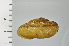  ( - SDNCU-A1198)  @14 [ ] Copyright (2014) Unspecified Specimen depository of the Graduate School of Natural Sciences, Nagoya City University