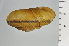  ( - SDNCU-A1199)  @14 [ ] Copyright (2014) Unspecified Specimen depository of the Graduate School of Natural Sciences, Nagoya City University