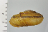  ( - SDNCU-A1199)  @14 [ ] Copyright (2014) Unspecified Specimen depository of the Graduate School of Natural Sciences, Nagoya City University