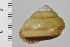  ( - SDNCU-A1182)  @14 [ ] Copyright (2014) Unspecified Specimen depository of the Graduate School of Natural Sciences, Nagoya City University