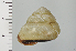  ( - SDNCU-A1183)  @14 [ ] Copyright (2014) Unspecified Specimen depository of the Graduate School of Natural Sciences, Nagoya City University