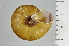  ( - SDNCU-A1198)  @14 [ ] Copyright (2014) Unspecified Specimen depository of the Graduate School of Natural Sciences, Nagoya City University