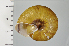  ( - SDNCU-A1198)  @14 [ ] Copyright (2014) Unspecified Specimen depository of the Graduate School of Natural Sciences, Nagoya City University