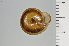  ( - SDNCU-A1182)  @14 [ ] Copyright (2014) Unspecified Specimen depository of the Graduate School of Natural Sciences, Nagoya City University