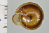  ( - SDNCU-A1182)  @14 [ ] Copyright (2014) Unspecified Specimen depository of the Graduate School of Natural Sciences, Nagoya City University
