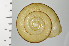  ( - SDNCU-A1230)  @14 [ ] Copyright (2014) Unspecified Specimen depository of the Graduate School of Natural Sciences, Nagoya City University