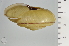  ( - SDNCU-A1228)  @14 [ ] Copyright (2014) Unspecified Specimen depository of the Graduate School of Natural Sciences, Nagoya City University