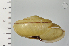  ( - SDNCU-A1228)  @14 [ ] Copyright (2014) Unspecified Specimen depository of the Graduate School of Natural Sciences, Nagoya City University