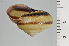  ( - SDNCU-A1109)  @14 [ ] Copyright (2014) Unspecified Specimen depository of the Graduate School of Natural Sciences, Nagoya City University
