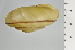  ( - SDNCU-A1228)  @14 [ ] Copyright (2014) Unspecified Specimen depository of the Graduate School of Natural Sciences, Nagoya City University