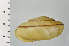 ( - SDNCU-A1228)  @14 [ ] Copyright (2014) Unspecified Specimen depository of the Graduate School of Natural Sciences, Nagoya City University