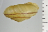  ( - SDNCU-A1230)  @14 [ ] Copyright (2014) Unspecified Specimen depository of the Graduate School of Natural Sciences, Nagoya City University