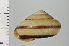  ( - SDNCU-A1109)  @14 [ ] Copyright (2014) Unspecified Specimen depository of the Graduate School of Natural Sciences, Nagoya City University