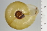  ( - SDNCU-A1228)  @14 [ ] Copyright (2014) Unspecified Specimen depository of the Graduate School of Natural Sciences, Nagoya City University
