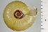  ( - SDNCU-A1230)  @14 [ ] Copyright (2014) Unspecified Specimen depository of the Graduate School of Natural Sciences, Nagoya City University